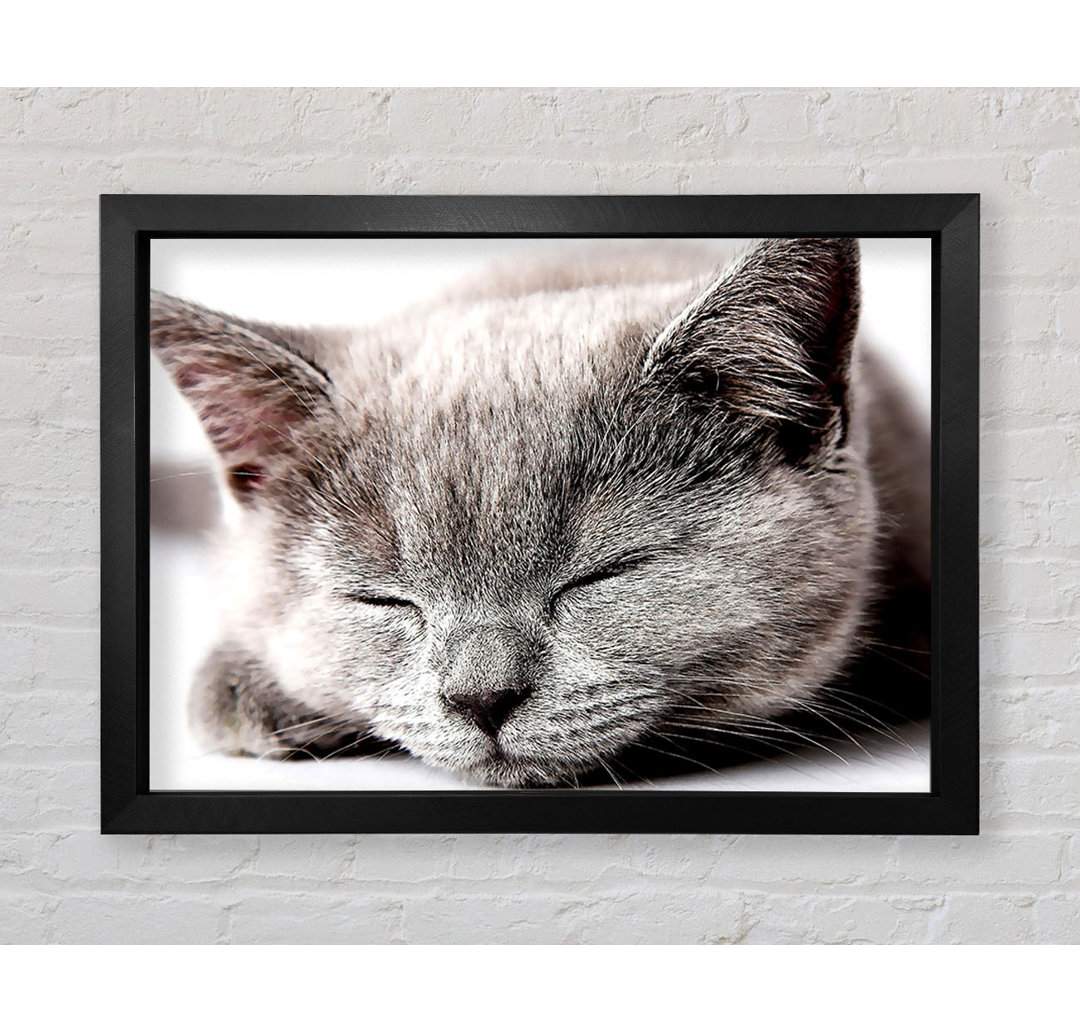 Sleepy Grey Kitten - Druck