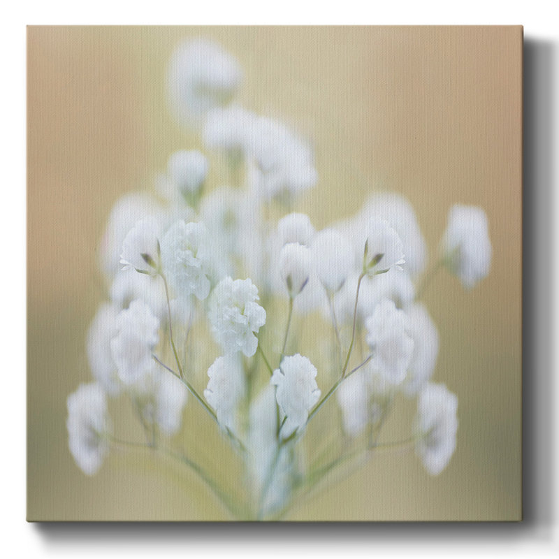Baby's Breath Study II, H 8 po x l 8 po x P 1,5 po