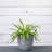 Pot Planter-1306863092