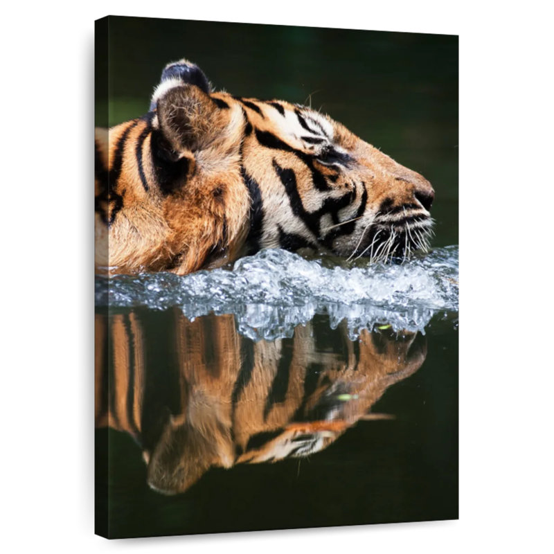 Brampt Swimming Malayan Tiger, 39" H x 26" W