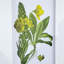 Ensemble de 4 fleurs murales botaniques