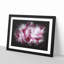 Beautiful Pink Carnation Petals - Single Picture Frame Print on MDF-56891505-56891495