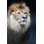 Majestic mâle lion - photographie sur toile tendue