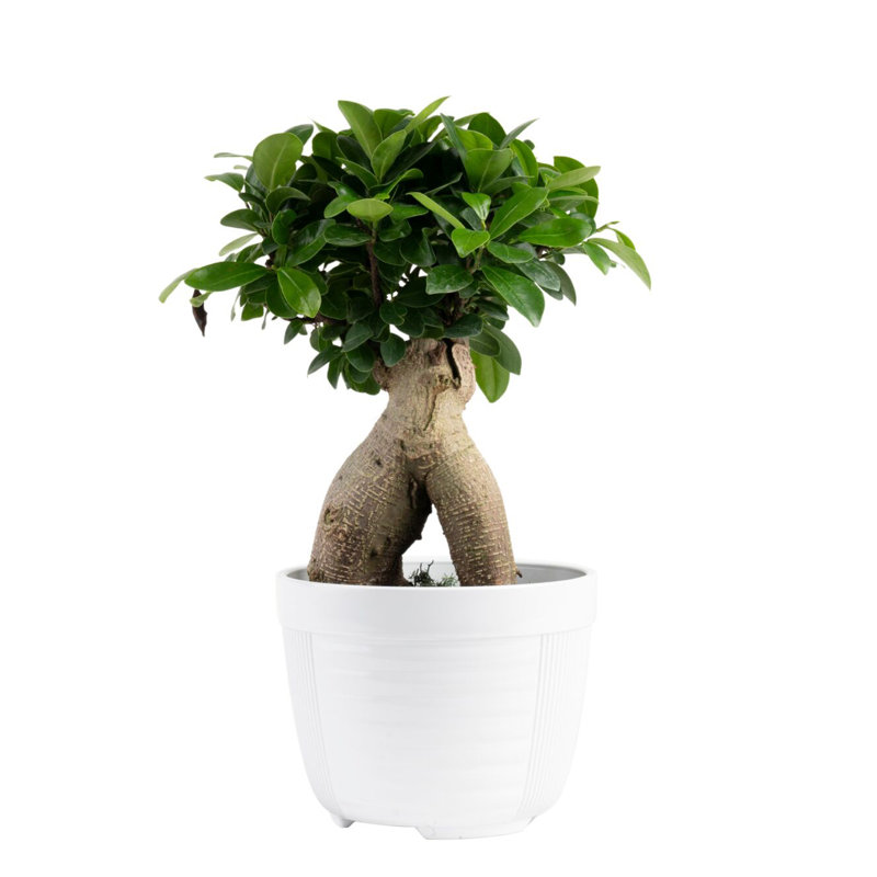 Indoor Bonsai Ficus Ginseng House Plant