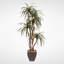 Faux Yucca Tree in Metal Planter