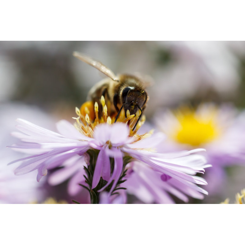 Lalma Bee by Baronvsp - Wrapped Canvas Print, 51cm H x 76cm W 3.8cm D