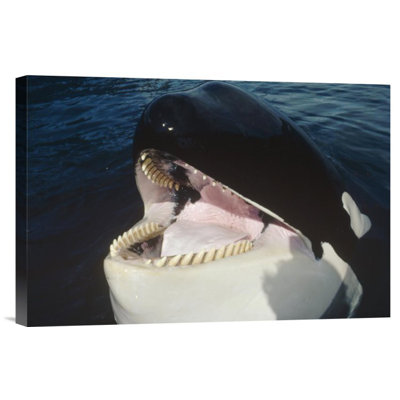 " Orca Portrait, North America "