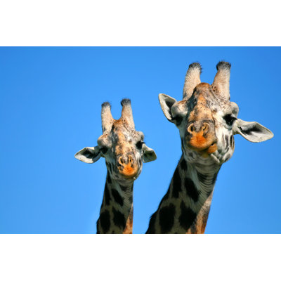 Mother And Baby Giraffe by Anna_Om - Wrapped Canvas Print