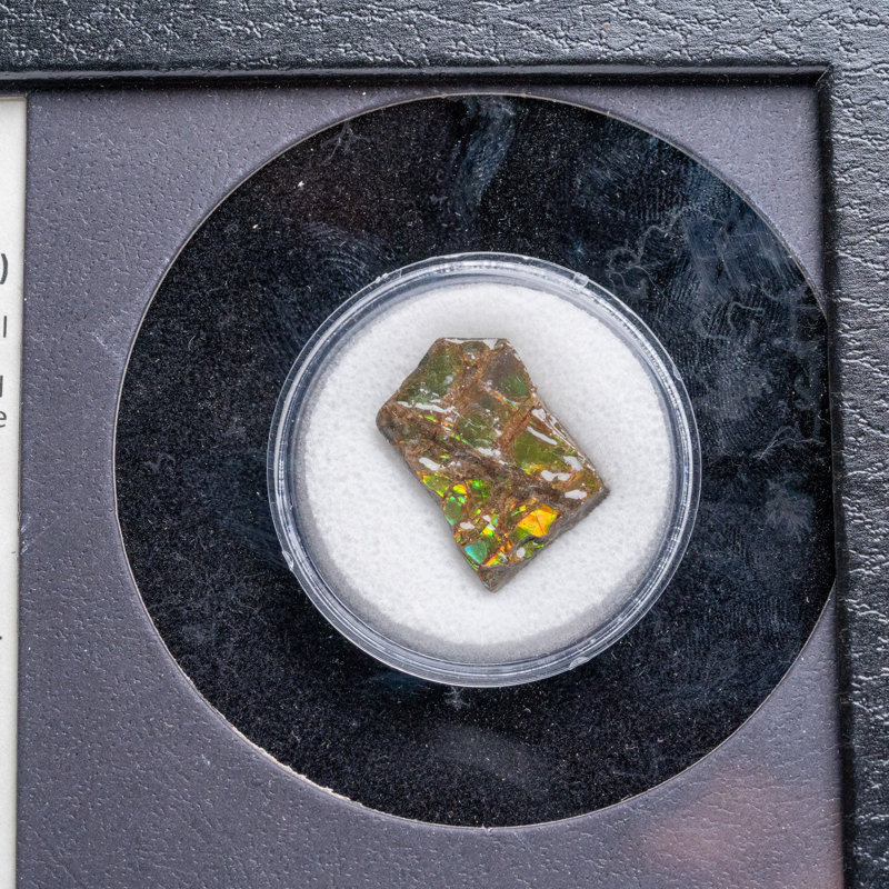 Genuine Ammolite Fossil In A Glass Display Box