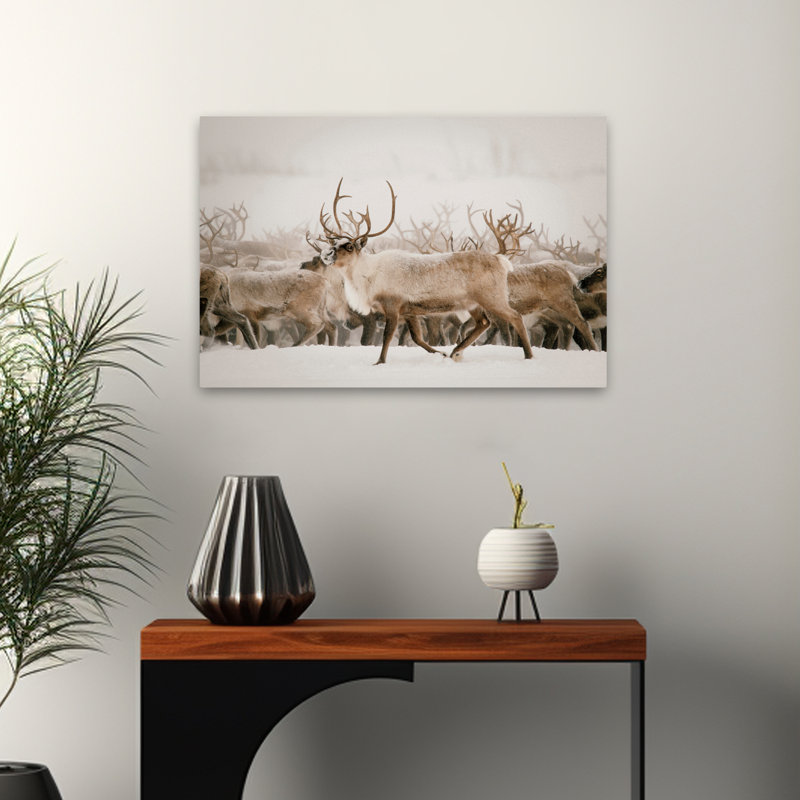 Fête - photographie d'animaux, cerf, Écosse, H 16 po x l 24 po