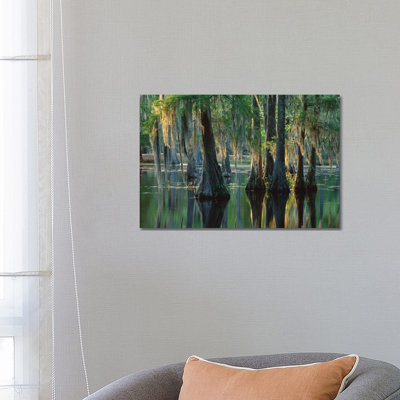 Bald Cypress Swamp, Sam Houston Jones State Park, Louisiana by Tim Fitzharris - Wrapped Canvas Print
