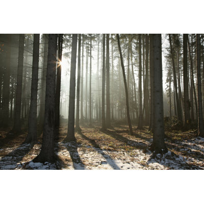 Coniferous Forest 1 Piece Wrapped Canvas Wall Art