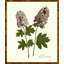 Plants & Flowers Print