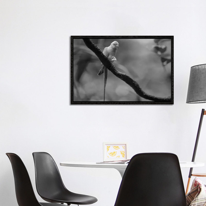 Rose-ringed Parakeet Feeding, Jurong Bird Park, Singapore by Tim Fitzharris - Gallery-Wrapped Canvas Giclée on Canvas