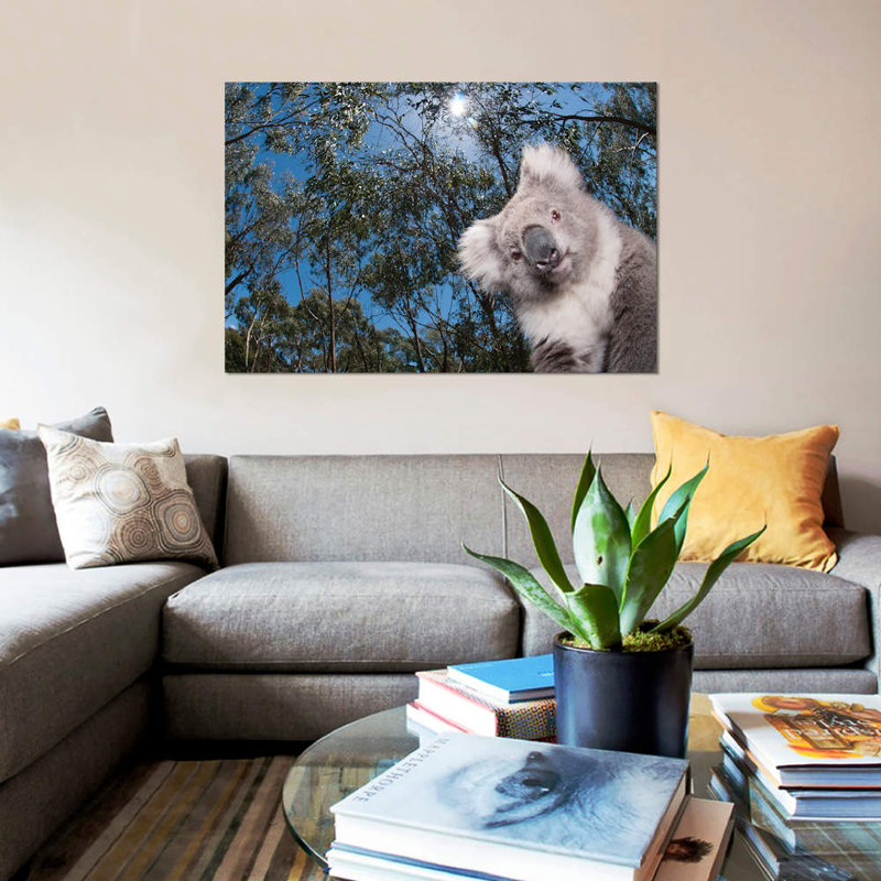 Koala in Gum Tree Forest, Victoria, Australie par Tui De Roy - impression sur toile tendue, H 8 po x l 12 po x P 0,75 po