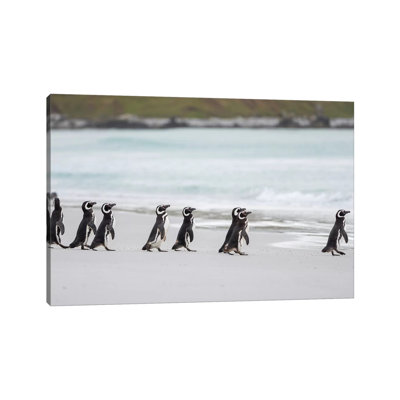 Magellanic Penguin, Falkland Islands. by Martin Zwick - Wrapped Canvas Print