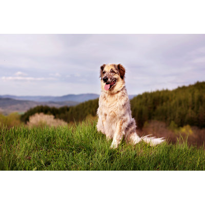 Grand chien assis - Photographie sur toile tendue