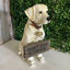 Statue de jardin Welcome Don't Stop Retriever