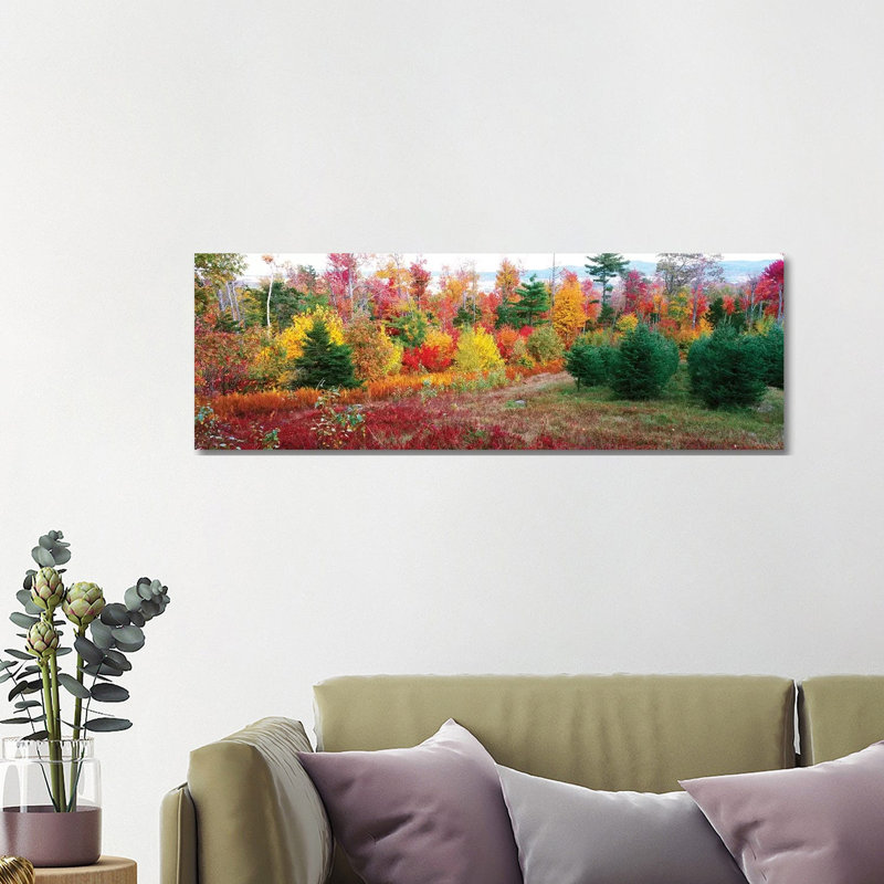 Christmas Trees And Fall Colors, Lincolnville, Waldo County, Maine, USA - Wrapped Canvas Panoramic Print