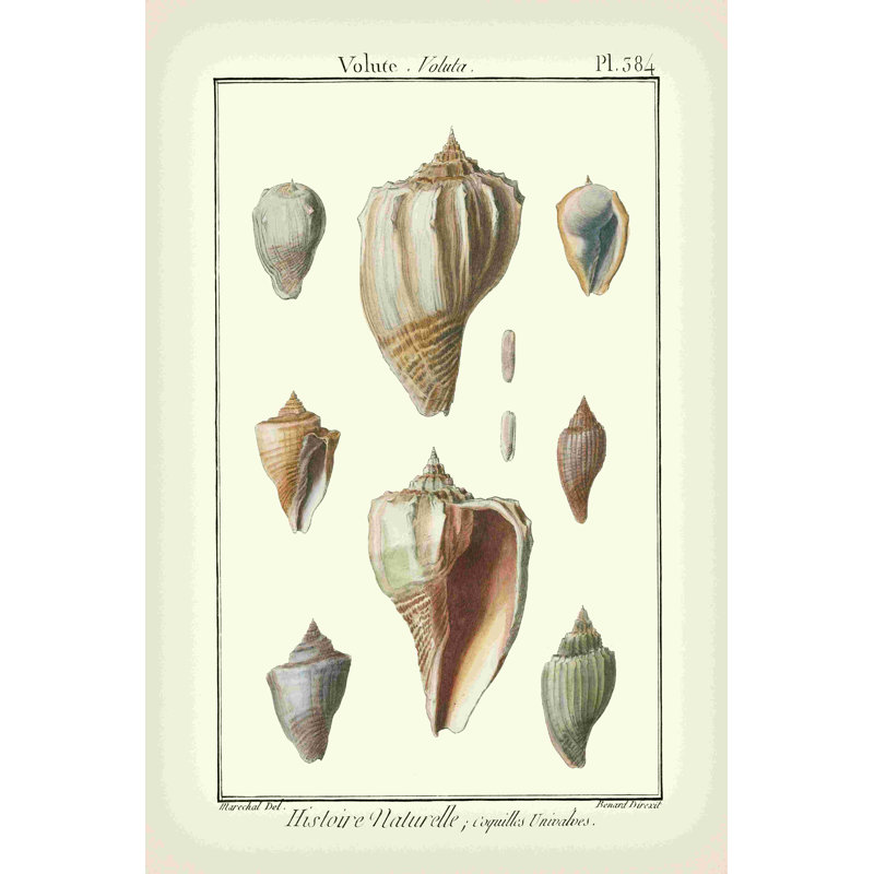 Volute Shells Pl. 384, H 18 po x l 12 po