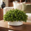 Faux Boxwood Plant in Ceramic Pot-2113066378