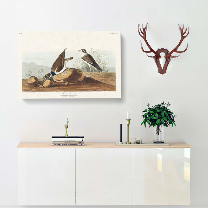 Ring Plover Birds by John Audubon - Wrapped Canvas Print, 40cm H x 60cm W x 3cm D