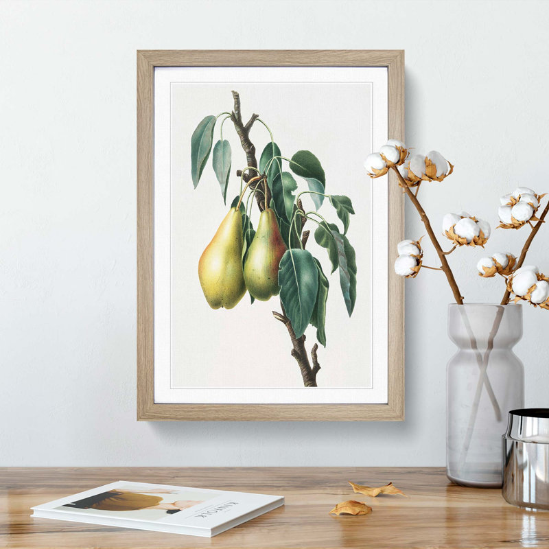 Lemon Pear Tree by Giorgio Gallesio - Picture Frame Painting Print, 36cm H x 27cm W x 2cm D, Oak Framed