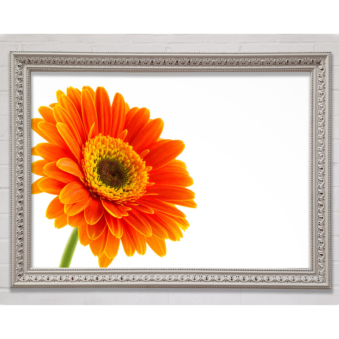 Gorgeous Orange Gerbera - Einzelner Bilderrahmen Kunstdrucke