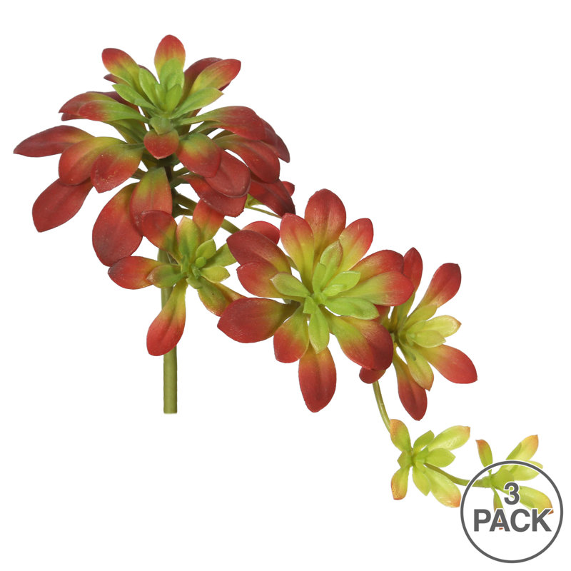 Atropurpureum Arrangement