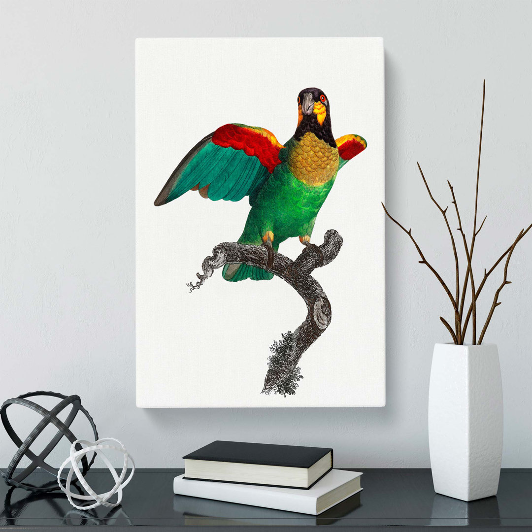 Orange-Cheeked Parrot by F. Levaillant - Wrapped Canvas