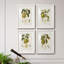 Vintage Pears I - ensemble de 4 reproductions de cadres photo-1895322390-1895322391