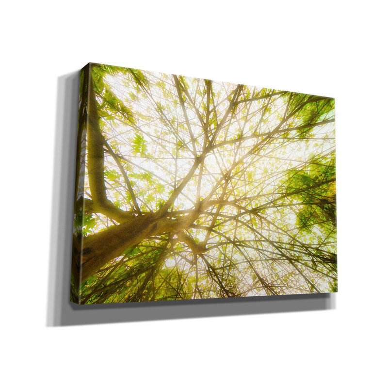 «Tropical Dream on Canvas» par Mark A Paulda, reproduction, H 12 po x l 16 po x P 0,75 po