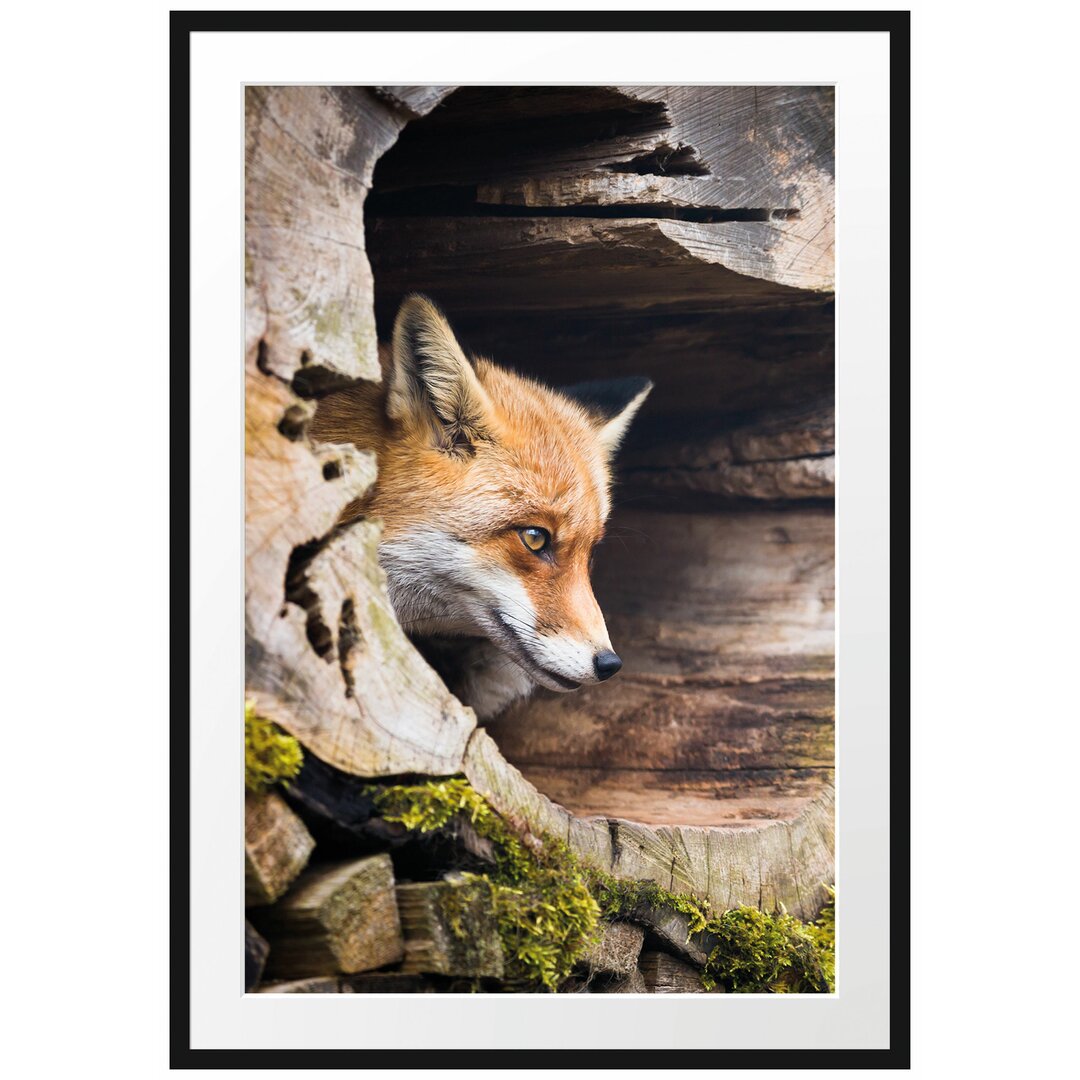 Gerahmtes Poster Fuchs im Baumstamm