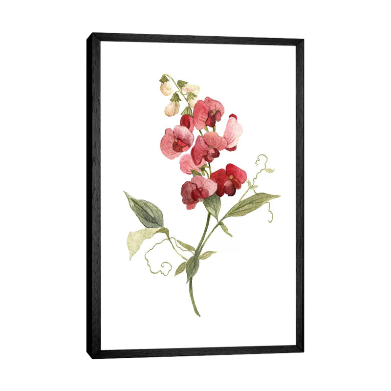 Scarlet Sweet Pea by Carol Robinson - Painting on Canvas, 66.04 cm H x 45.72 cm W, Black Framed