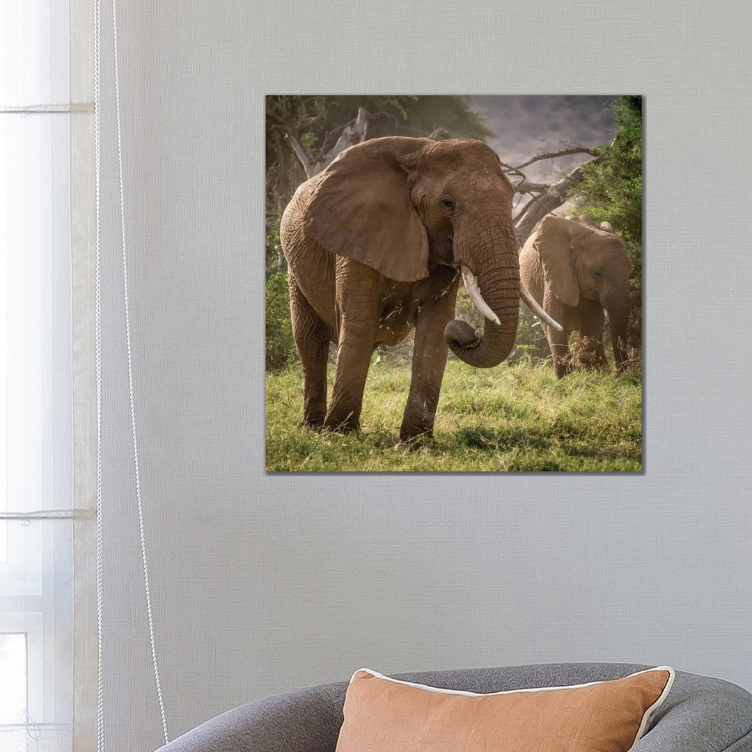 Africa, Kenya. African Elephants Feeding by Jaynes Gallery - Wrapped Canvas Print