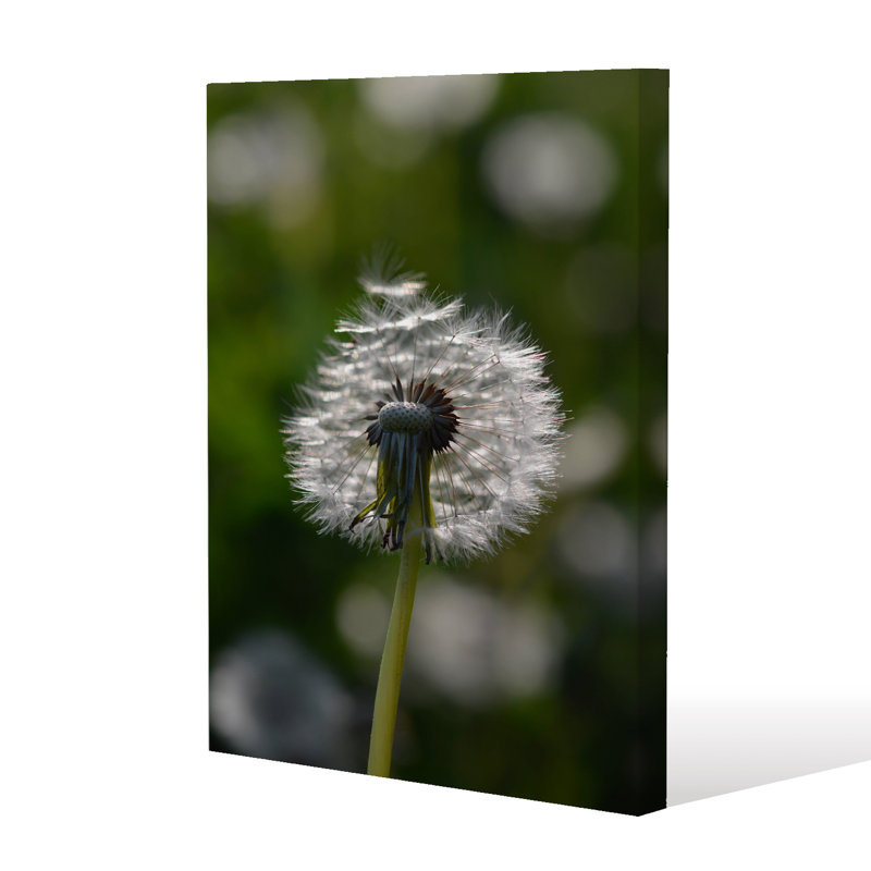 Andrew Lee - Wrapped Canvas Print