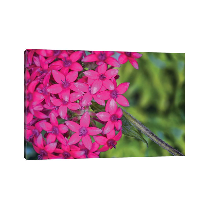 Close Up Of Pink Hydrangea Flowers - Wrapped Canvas Print, 66.04 cm H x 45.72 cm W