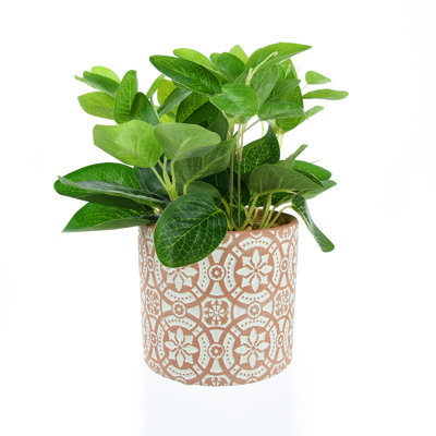 27cm Foliage Plant in Porcelain Pot