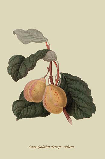 « coes golden drop prune » par william crocheter, affiche rétro, H 36 po x l 24 po x P 1,5 po