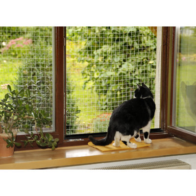 Dostie Cat Accessory