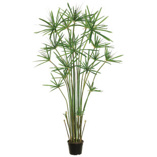Cyprès dans une doublure de pot