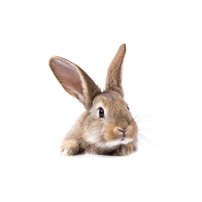 Gray Fluffy Rabbit Looking At The Signboard Isolated On White Background - Wrapped Canvas Print, 51cm H x 76cm W