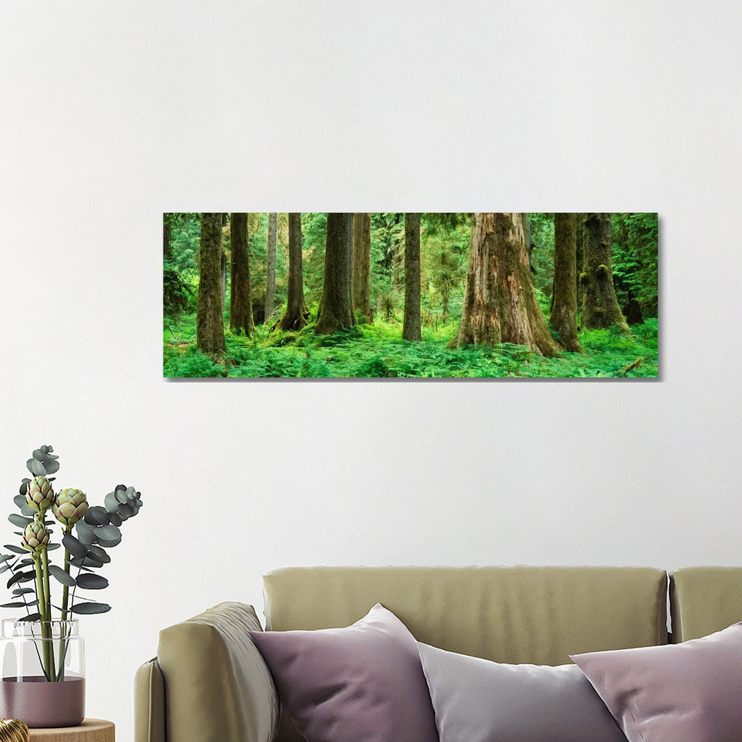 Trees In A Rainforest, Hoh Rainforest, Olympic National Park, Washington State, USA - Wrapped Canvas Panoramic Print
