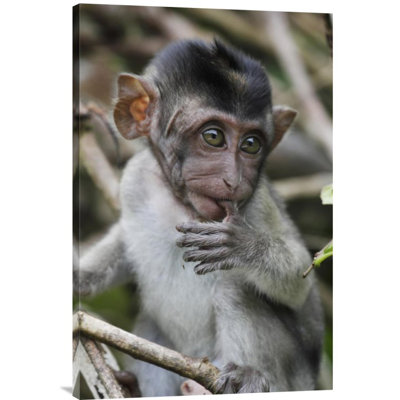 " Long-Tailed Macaque Baby, Saba, Malaysia "