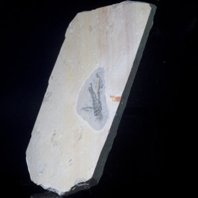 Dyquan Crystal