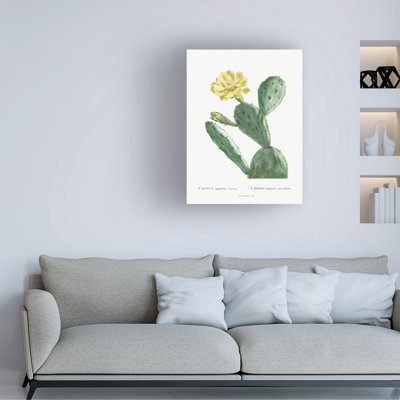 «Redoute Cactus II» à la bolognaise