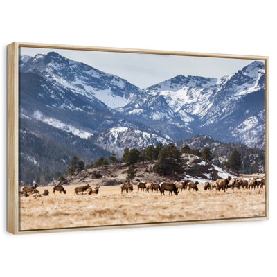 Elks Of Rocky Mountains