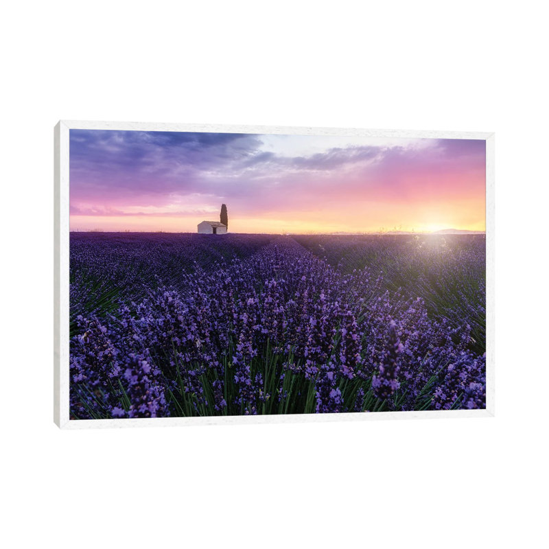 Bees At Sunrise by Fabio Antenore - Print on Canvas, 101.6 cm H x 66.04 cm W, White Framed