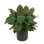 Aglomenia Chinese Evergreen UV Plant