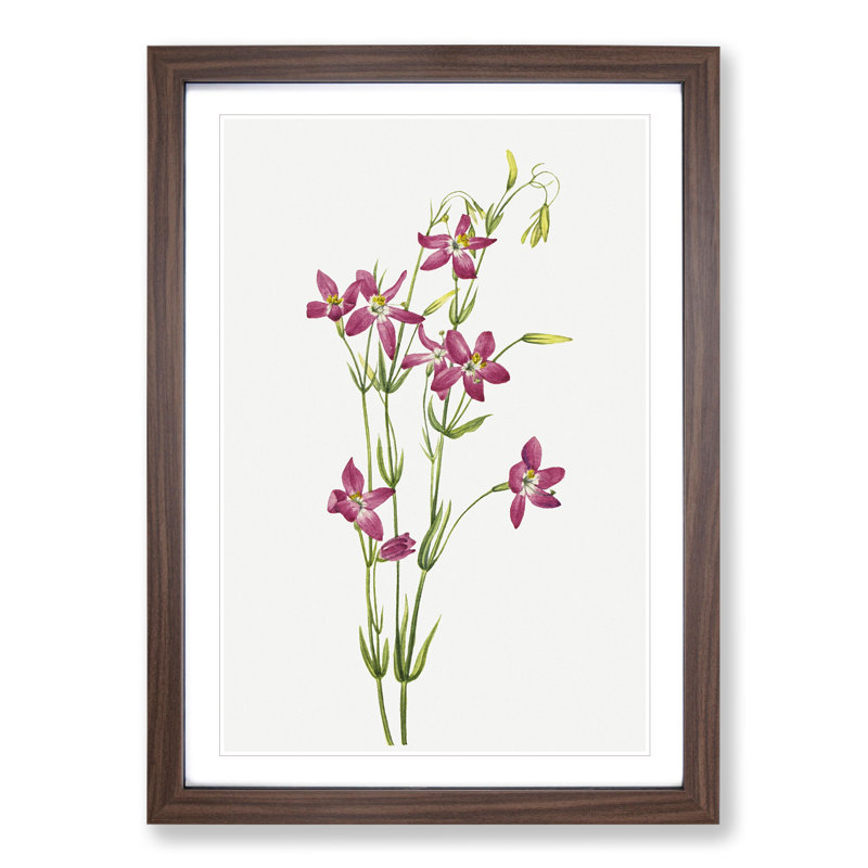 Centaurium by Mary Vaux Walcott - Picture Frame Painting, 48cm H x 36cm W x 2cm D, Walnut Framed